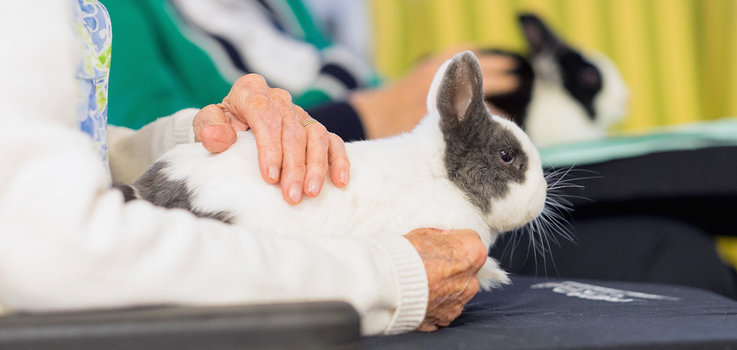 Kaninchen sitz auf Schoß einer Seniorin